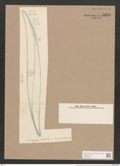 Rhoicosigma robustum Grun. (de-Toni-Nr.: Genus 15, Species 1129) Zeichnungen Sammlung Grunow Nr. 2225 (NHMW-BOT-W0369312)